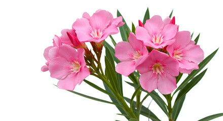 Obraz premium Pink Oleander Flowers Against White Background Displaying Detailed Petals and Green Leaves Nature's Beauty