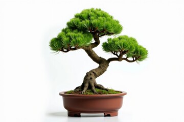 A small, carefully pruned bonsai tree in a brown pot, displayed against a clean white background.