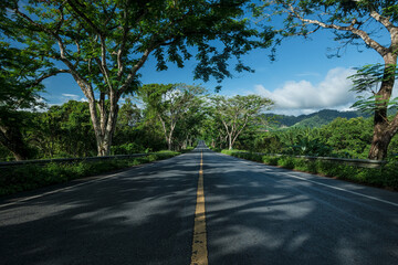 Beautiful road under tree tunnel in countryside.  Road background.