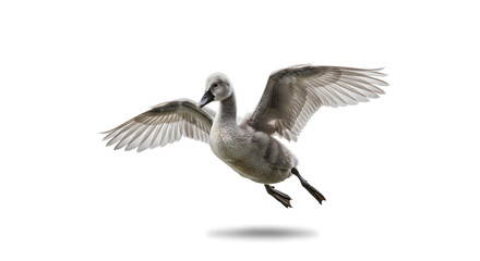 Young Gray Swan in Mid-Flight with Wings Extended on White Background