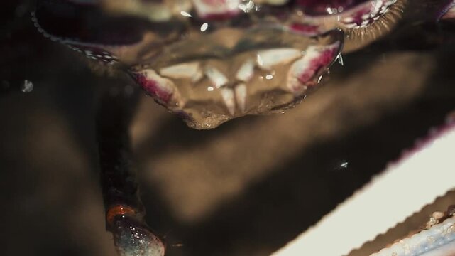 Crabe violoniste mauve en gros plan macro au ralenti en Casamance, mangeant avec sa pince droite, des bulles sur le visage et des poils visibles sur un sol humide de mangrove
