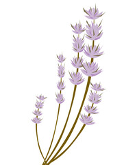 Lawenda – ilustracja wektorowa © Laura