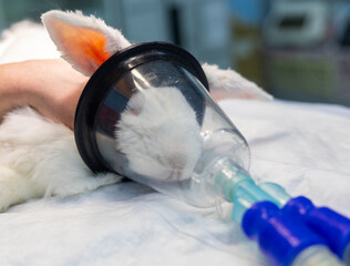 Gas anesthesia of a roof in an operating room. A veterinarian holds a white rabbit during surgery with an oxygen mask over its nose and mouth to ensure normal breathing under anesthesia.