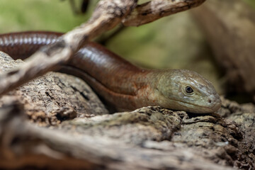 European Glass Lizard, Pseudopus apodus, close up