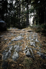 Rocky path in the forest on a summer evening