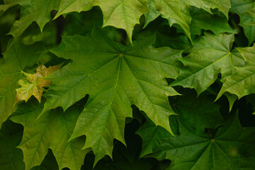 maple leaves background