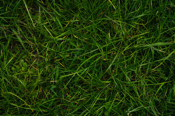 green grass background