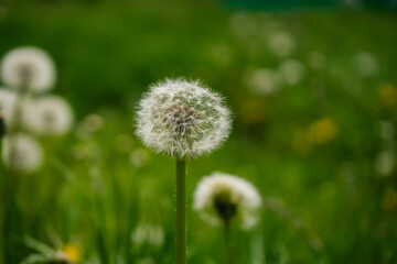 dandelion in the grass