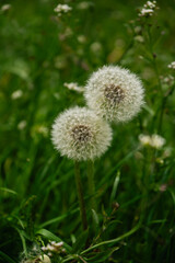 dandelion seed head