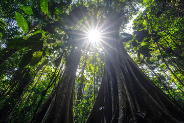 Sunlight Streaming Through Lush Green Rainforest Canopy