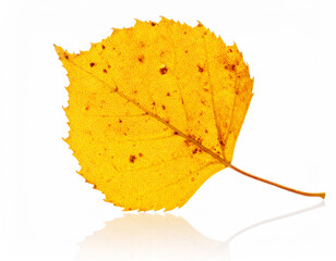 Naklejka premium Clean yellow aspen leaf in white