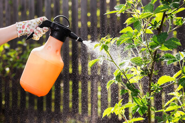 Spraying Garden Plant Blackberry against  Disease and Pests in Spring. Get Rid of Aphids on...