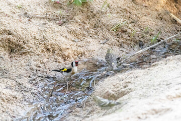 Jilguero (Carduelis Carduelis) y Verdecillo o ser&iacute;n verdecillo (Serinus serinus) compartiendo la charca