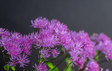 Abstract Close up of Magenta Pink Flowers of Columbine Meadow-rue