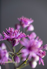 Obraz premium Abstract Close up of Magenta Pink Flowers of Columbine Meadow-rue
