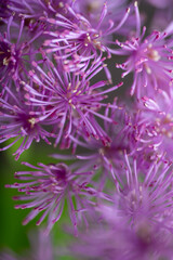 Abstract Close up of Magenta Pink Flowers of Columbine Meadow-rue