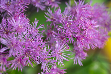 Abstract Close up of Magenta Pink Flowers of Columbine Meadow-rue
