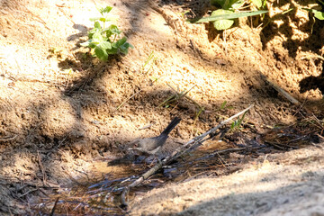 Preparándose para irse después de haber saciado la sed esta Currucas cabecinegra (Sylvia melanocephala)