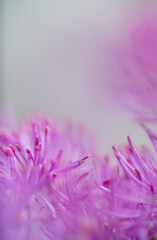 Obraz premium Abstract Close up of Magenta Pink Flowers of Columbine Meadow-rue