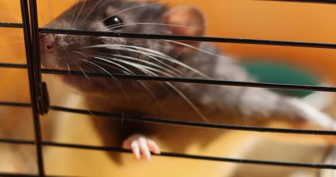 Domestic rat in a cage holds food with its paws and eats. A rodent with whiskers, a tail, and whitefooted mice is sitting in a cage, gazing out the window. It may be a pet or a pest like packrats
