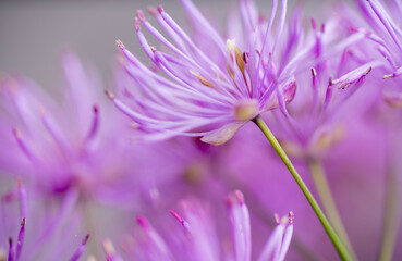 Abstract Close up of Magenta Pink Flowers of Columbine Meadow-rue
