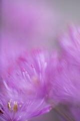 Abstract Close up of Magenta Pink Flowers of Columbine Meadow-rue