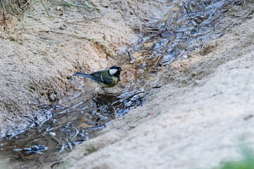 Bebiendo agua desconfiando un Carbonero común (Parus major)
