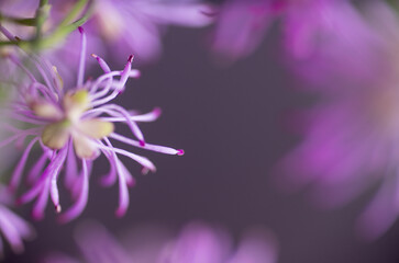 Obraz premium Abstract Close up of Magenta Pink Flowers of Columbine Meadow-rue