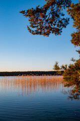 Obraz premium Golden reeds sway gently in the breeze beside calm waters under a clear blue sky