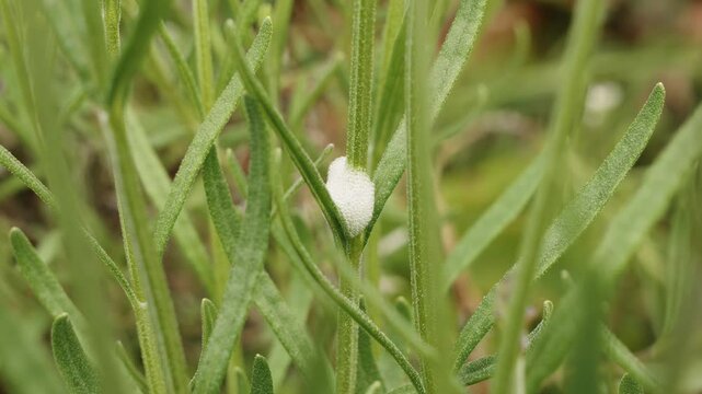 Cuckoo spit on a plant stem 4K Stock footage