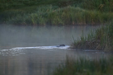 beaver in the river, landscape, pond, beaver, early Moring, spring