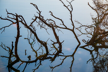 Twisted branches mirror gracefully in calm waters as the morning sun rises softly, creating harmony