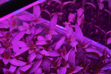 Plants seedlings flourish under the glow of LED grow lights.