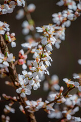 Cherry blossoms burst into bloom, showcasing clusters of white flowers against a blurred backdrop