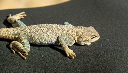 A lizard rests on dark fabric