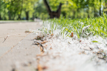 Outdoor scene with a paved path, pollenseeds on left side, uneven surface, green grass patches, trees in the background, daytime lighting, angled perspective, no human figures or texts
