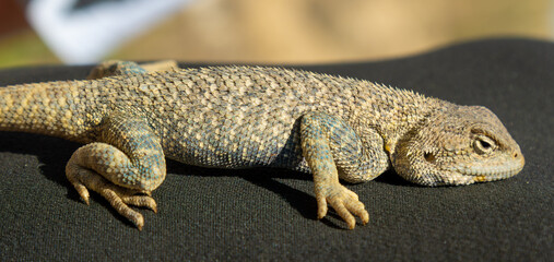 A lizard rests on dark fabric