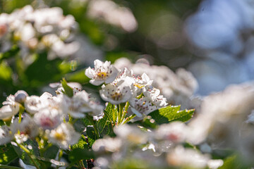 Close-up view of white flowers with green leaves, outdoors on a cloudy day, shallow depth of field,...