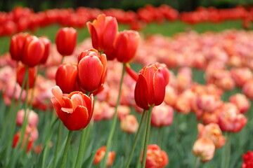 Fototapeta premium Red and orange tulip flowers, spring background. Field of blooming tulips