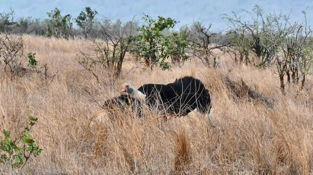 Mesmerizing courtship display of a male ostrich with an elaborate performance to impress a potential mate! He fluffs his feathers, sways rhythmically, and kneels with dramatic flair.