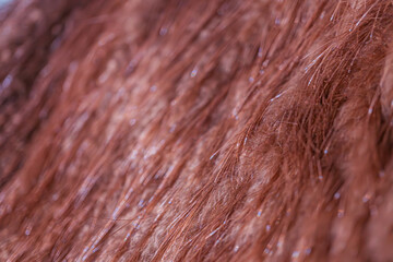 Close-up of tightly curled red hair, with shades ranging from strawberry blonde to burgundy,...