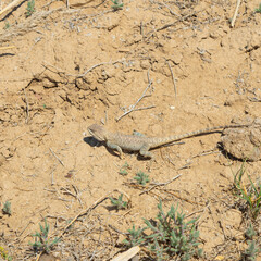 A lizard lies on dry ground among grass and twigs