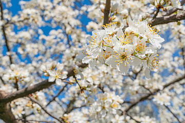 Close-up shot of cherry blossoms against a bright sky with scattered clouds, soft lighting, shallow depth of field.