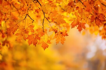 Obraz premium Autumn forest with leaves falling down in slow motion. Brilliant fall colors of a sunlit forest. Autumn nature footage