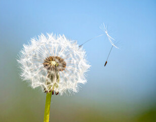 A single dandelion seed floating in the air symbolizes hope, resilience, and the spreading of positivity for mental wellbeing.