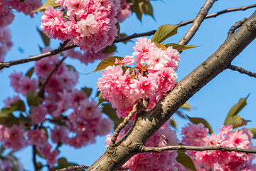 Close-up of cherry blossoms in full bloom, varying pink white shades, delicate texture, sturdy branches, green leaves, natural lighting, vivid soft colors, shallow depth of field, realistic style,
