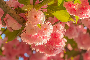 Close-up view of pink cherry blossoms in full bloom, densely packed on branches extending left to...