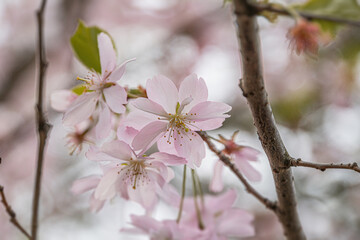 Close-up of blooming cherry blossoms, varying stages of opening, pink petals with green leaves, outdoor setting gardenpark, daytime, natural light, foreground focus, blurred background