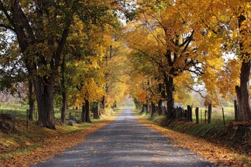 Fototapeta premium autumn in the park