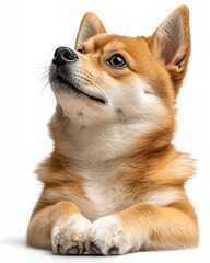 Obraz premium Isolated on white, Shiba Inu laying down with one paw crossed over the other, elegant posture, glossy coat with precision lighting
